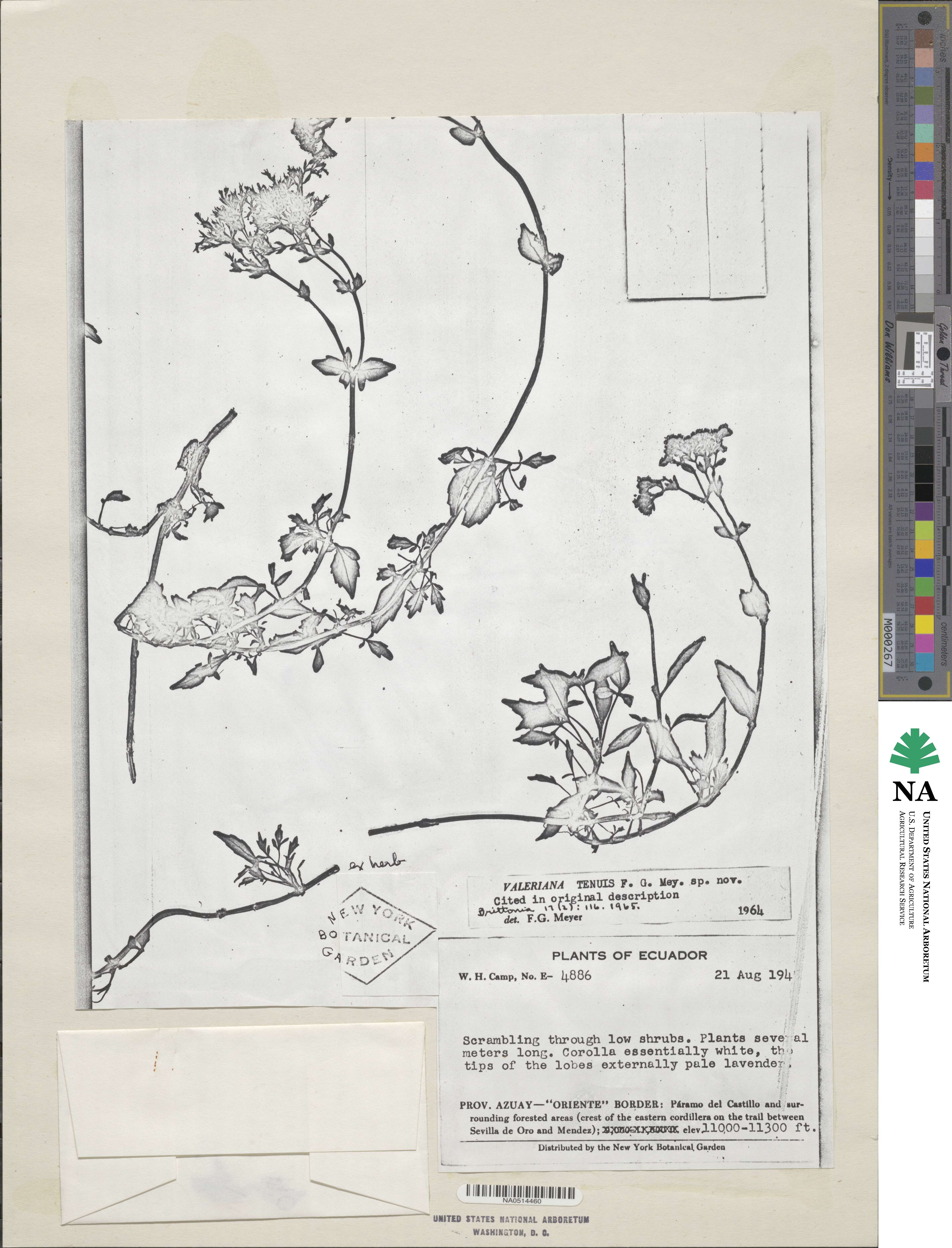 Valeriana quadrangularis image