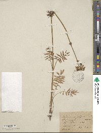 Valeriana pratensis image