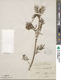 Valeriana pratensis subsp. angustifolia image