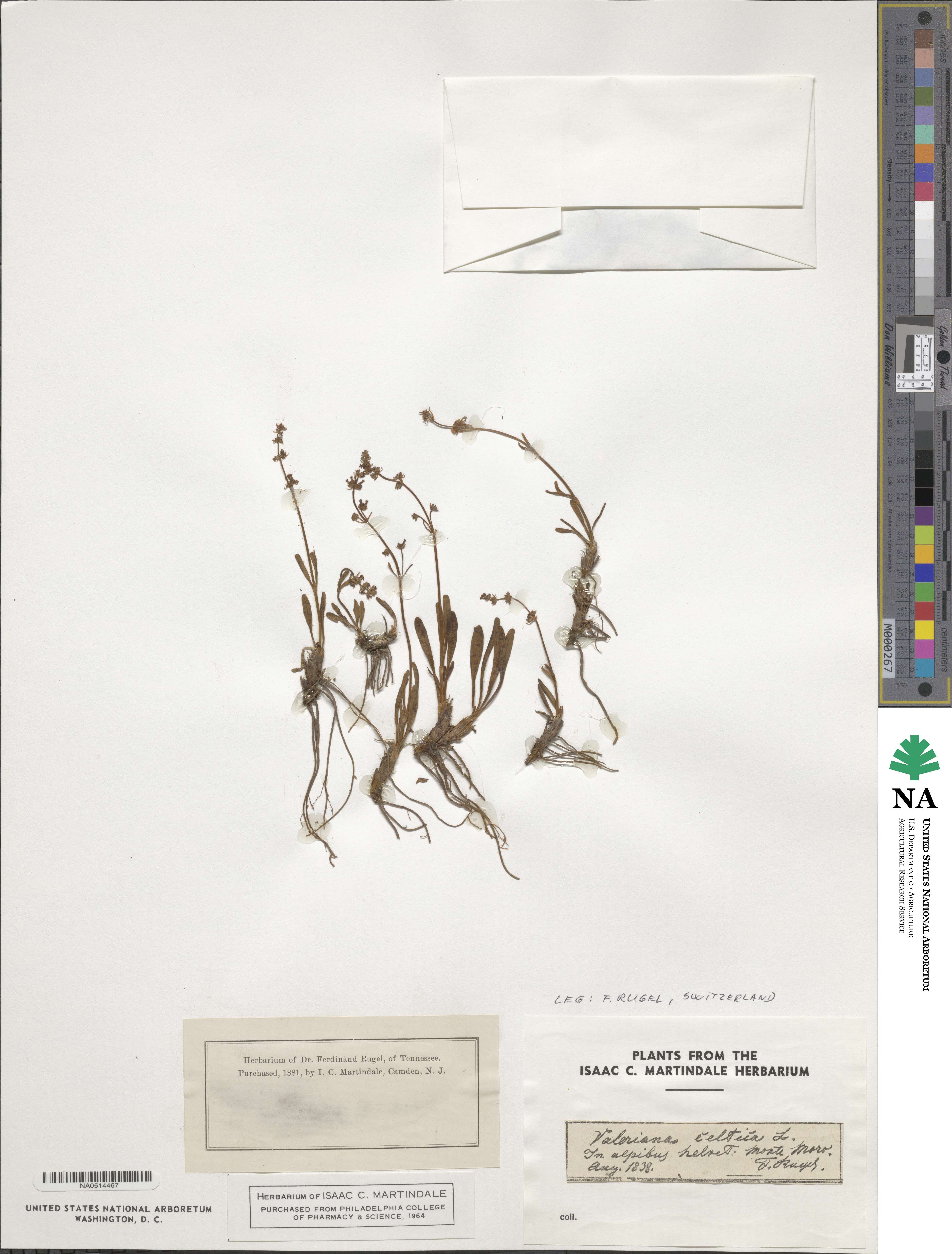Valeriana celtica image