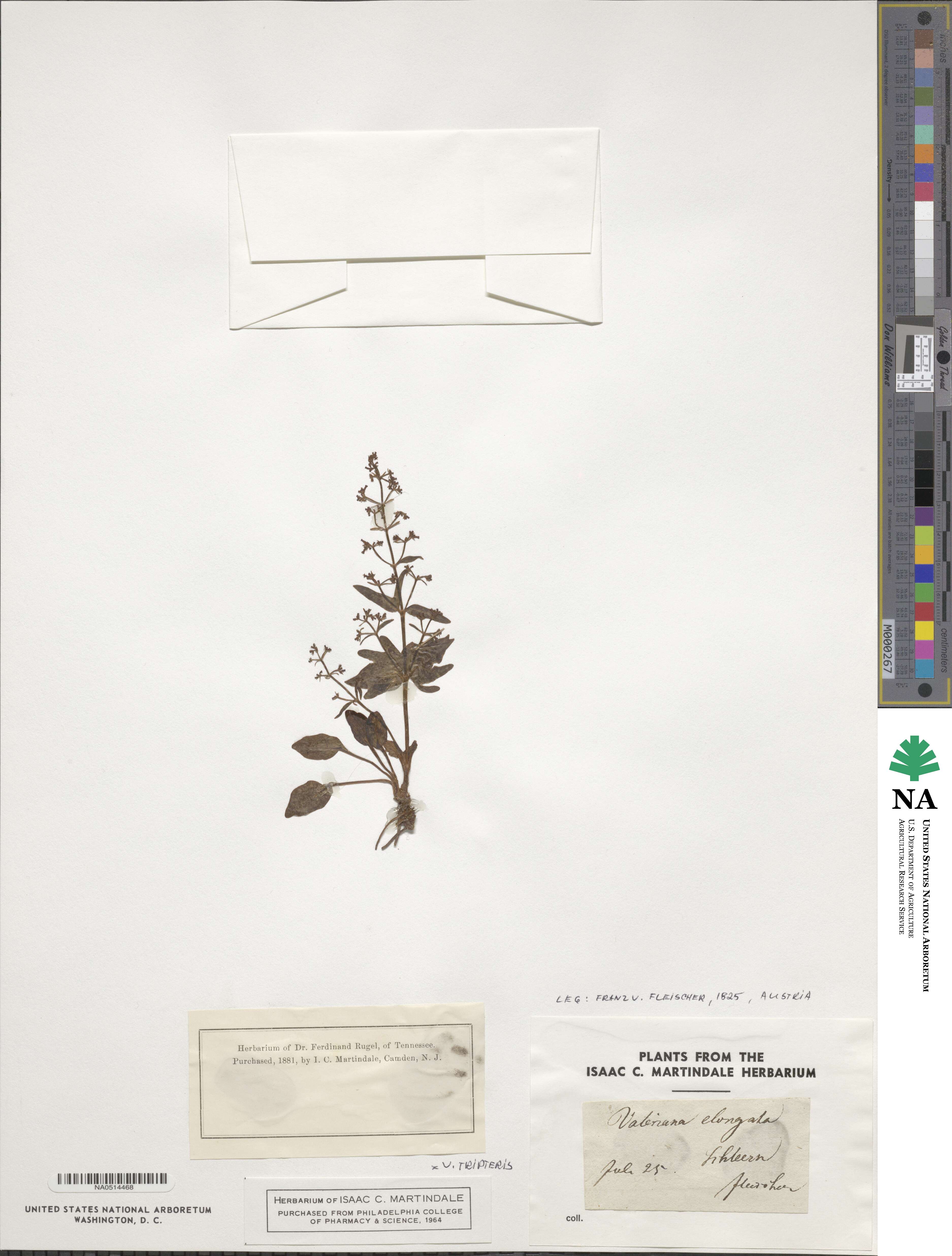 Valeriana celtica image