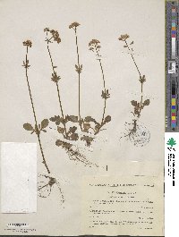 Valeriana dioica image