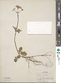 Valeriana dioica image