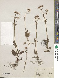 Valeriana dioica image