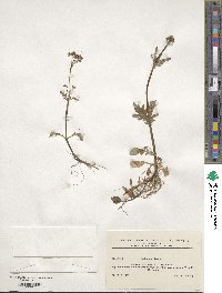 Valeriana dioica image