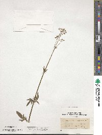 Valeriana dioica image