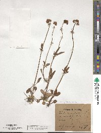 Valeriana dioica image