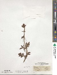 Valeriana dioica image