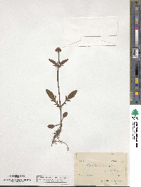 Valeriana dioica image