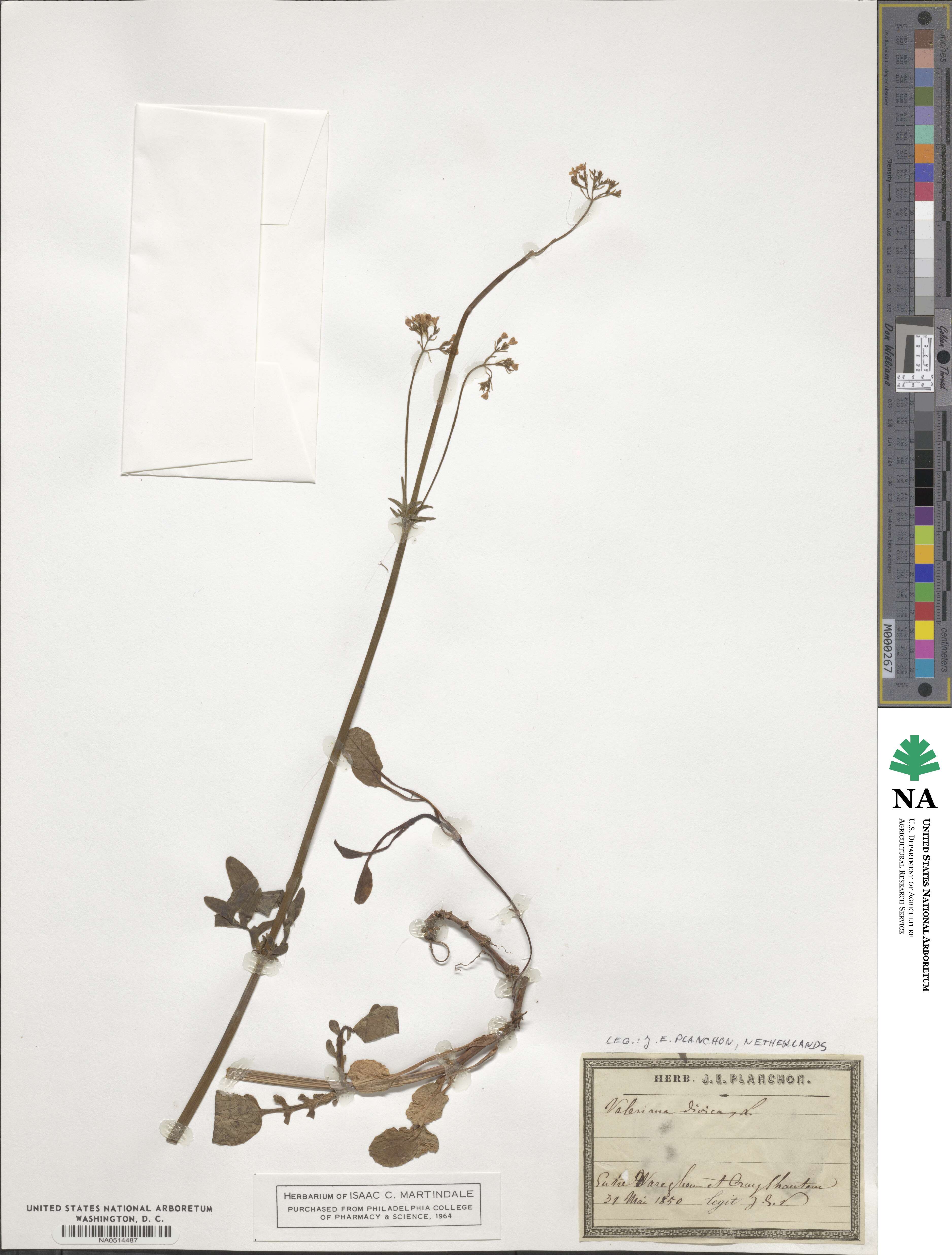 Valeriana dioica image