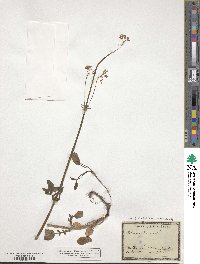 Valeriana dioica image