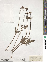 Valeriana dioica image