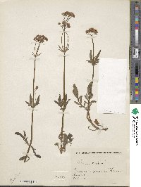 Valeriana dioica image