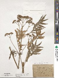 Valeriana excelsa image