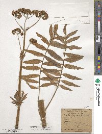 Valeriana excelsa subsp. sambucifolia image