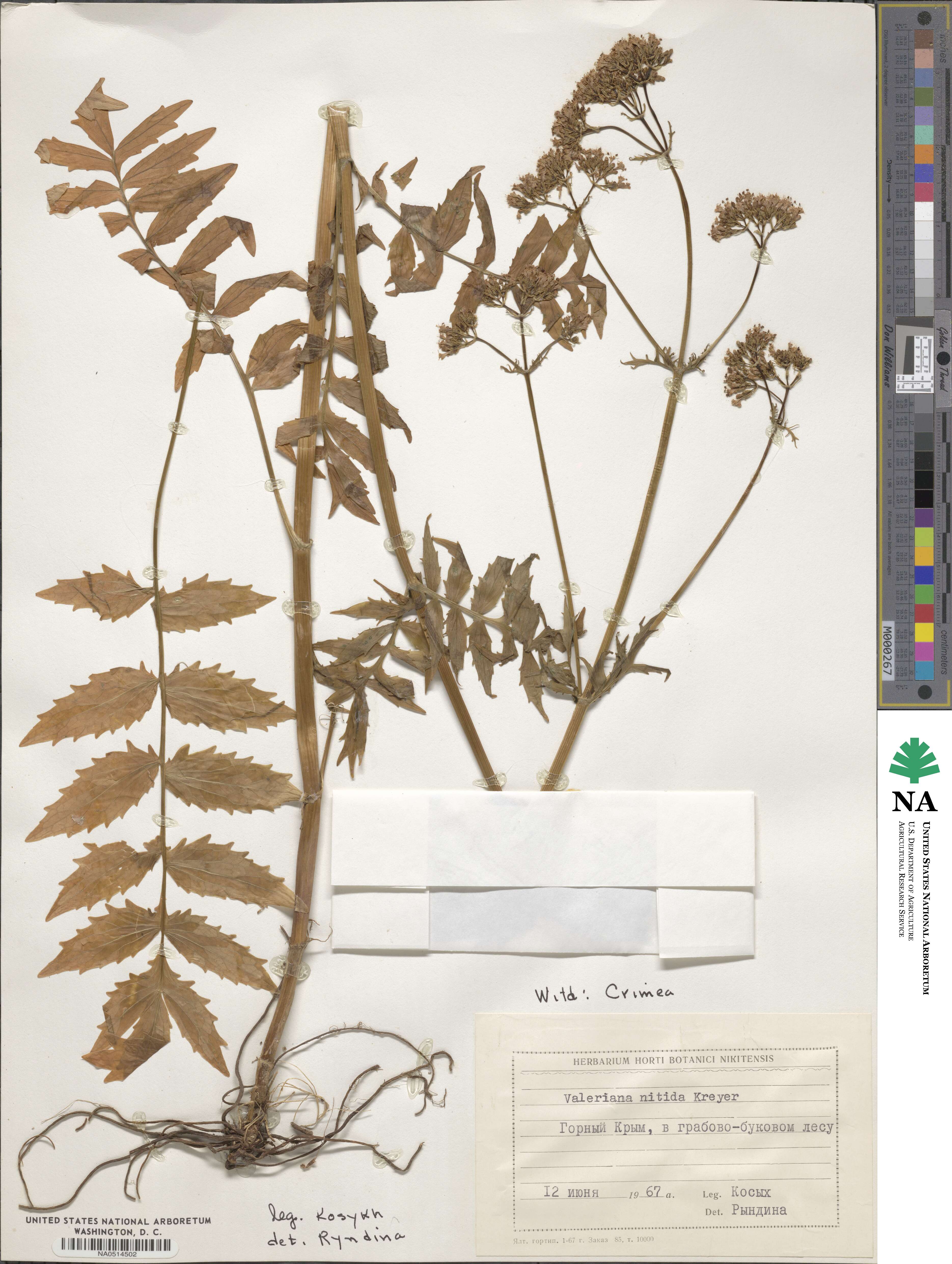 Valeriana wolgensis image