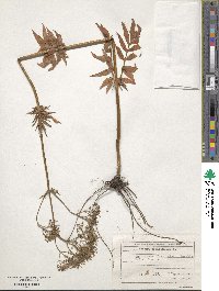 Valeriana officinalis image