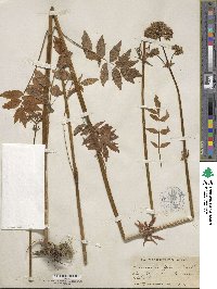 Valeriana officinalis image