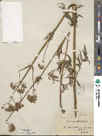 Valeriana officinalis image