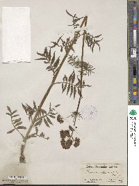 Valeriana officinalis image