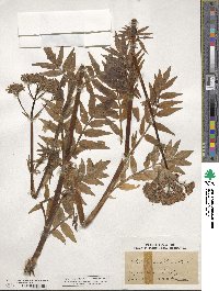 Valeriana officinalis image