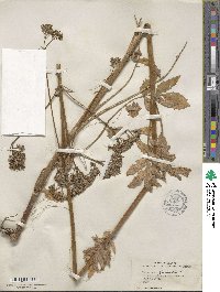 Valeriana officinalis image