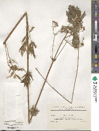 Valeriana officinalis image