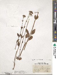 Valeriana officinalis image