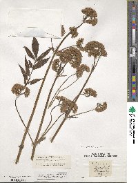 Valeriana officinalis image