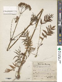 Valeriana officinalis image