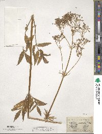 Valeriana excelsa image