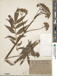 Valeriana excelsa image