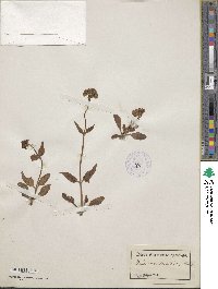 Valeriana saxatilis image