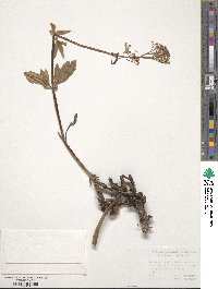 Valeriana tripteris image