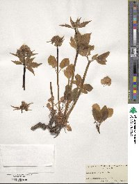 Valeriana tripteris image