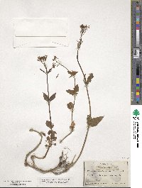 Valeriana tripteris image