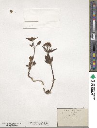 Valeriana tripteris image