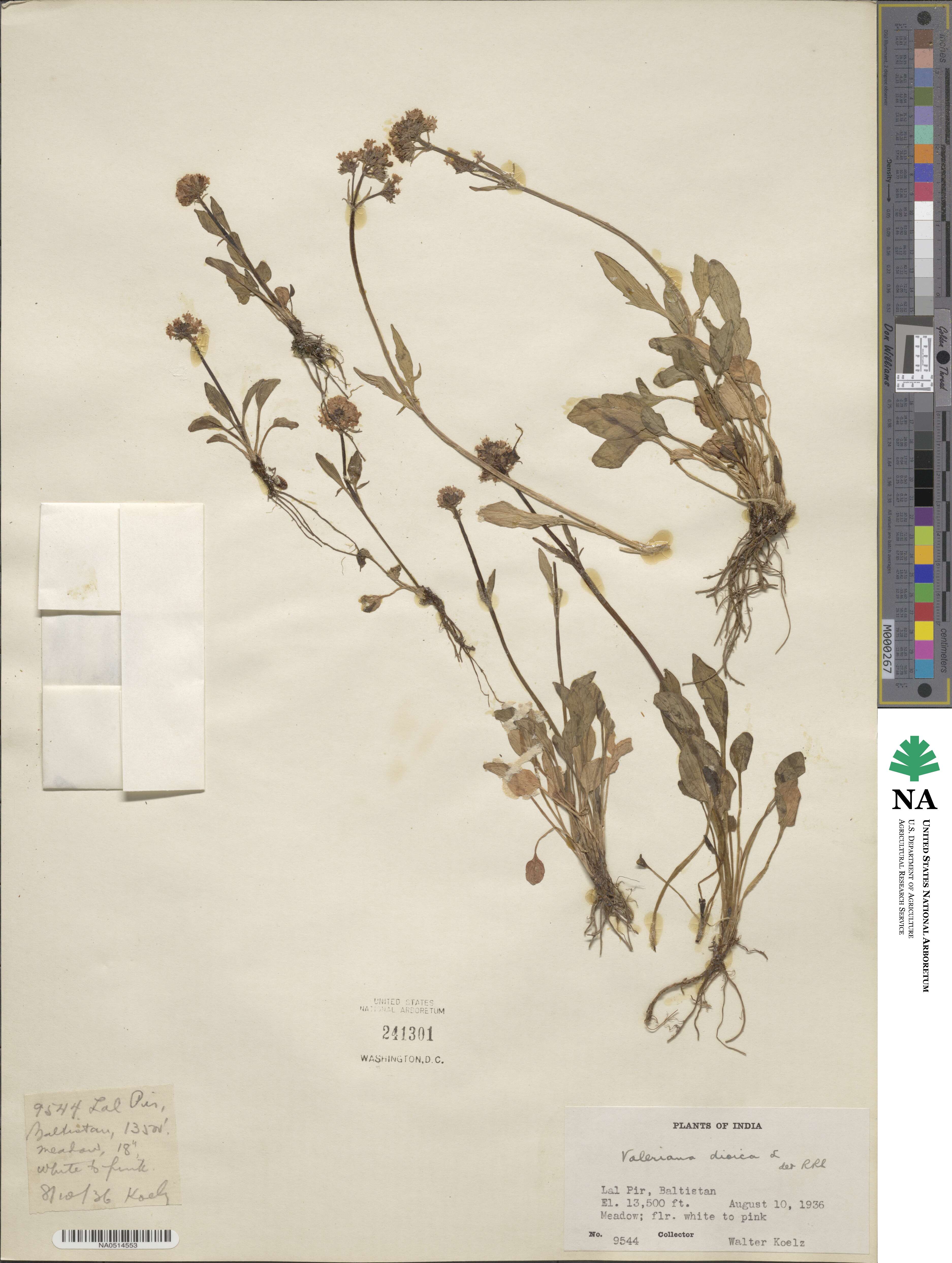 Valeriana dioica image