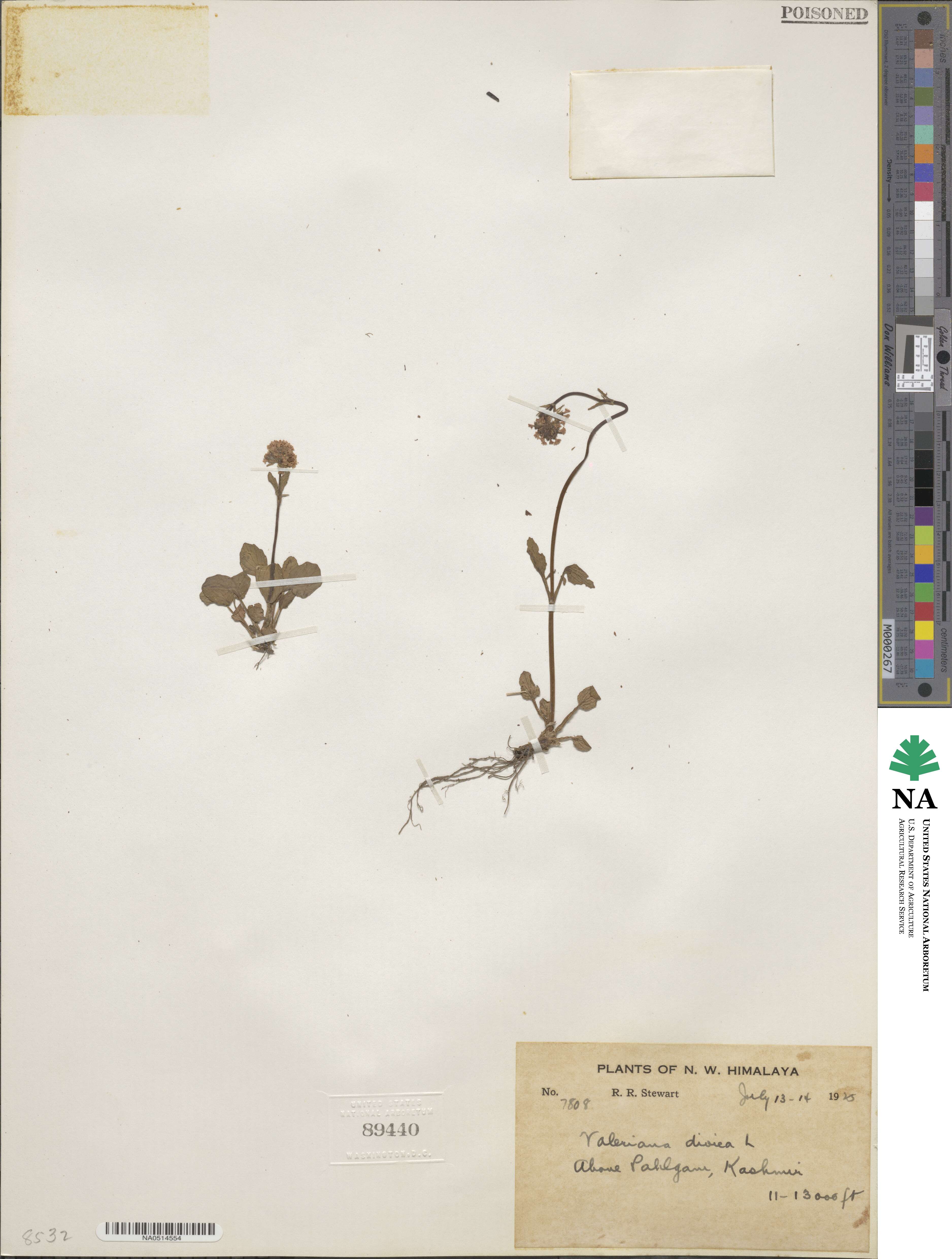 Valeriana dioica image