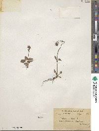 Valeriana dioica image