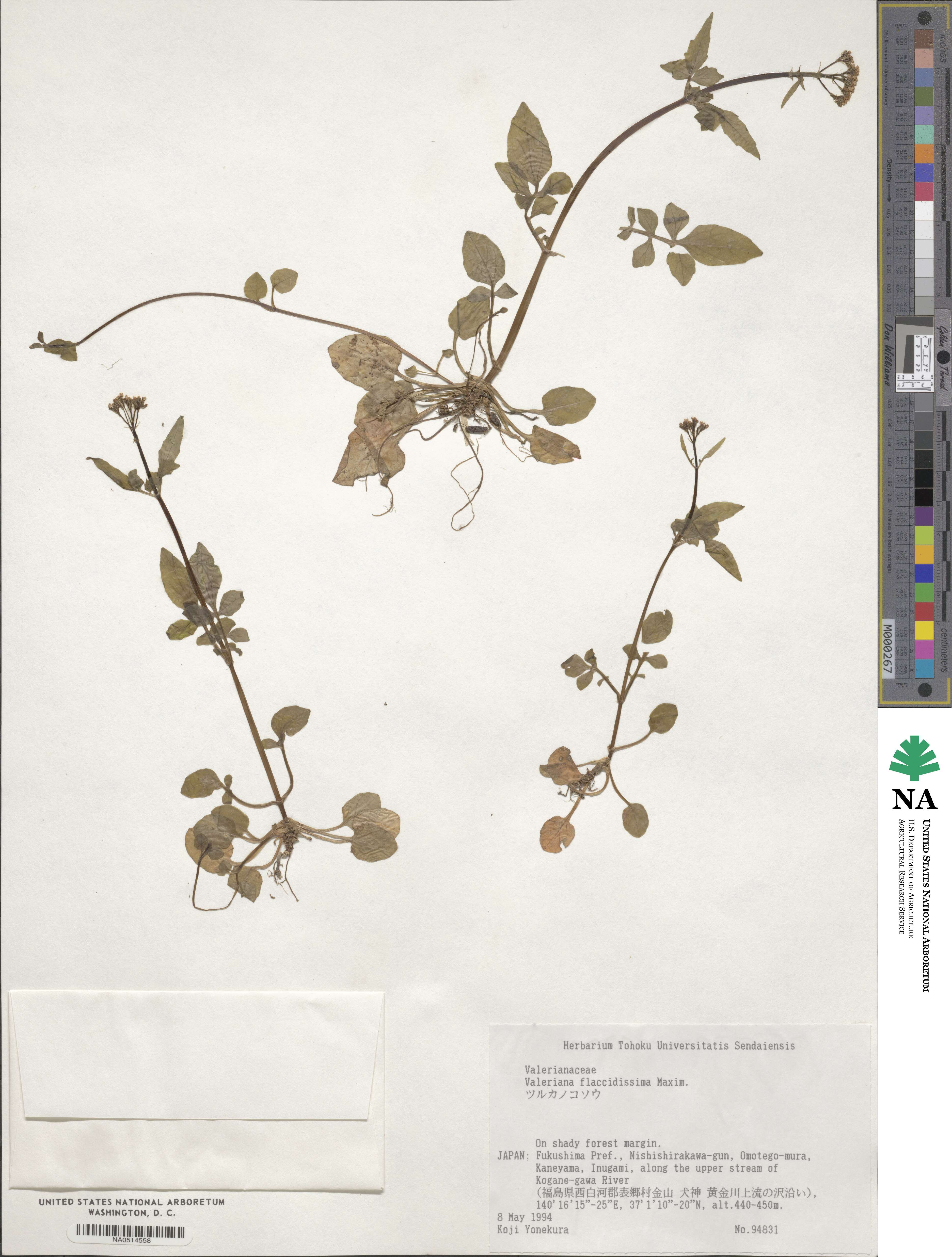 Valeriana flaccidissima image