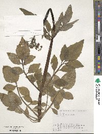 Valeriana flaccidissima image