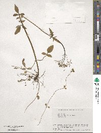 Valeriana flaccidissima image