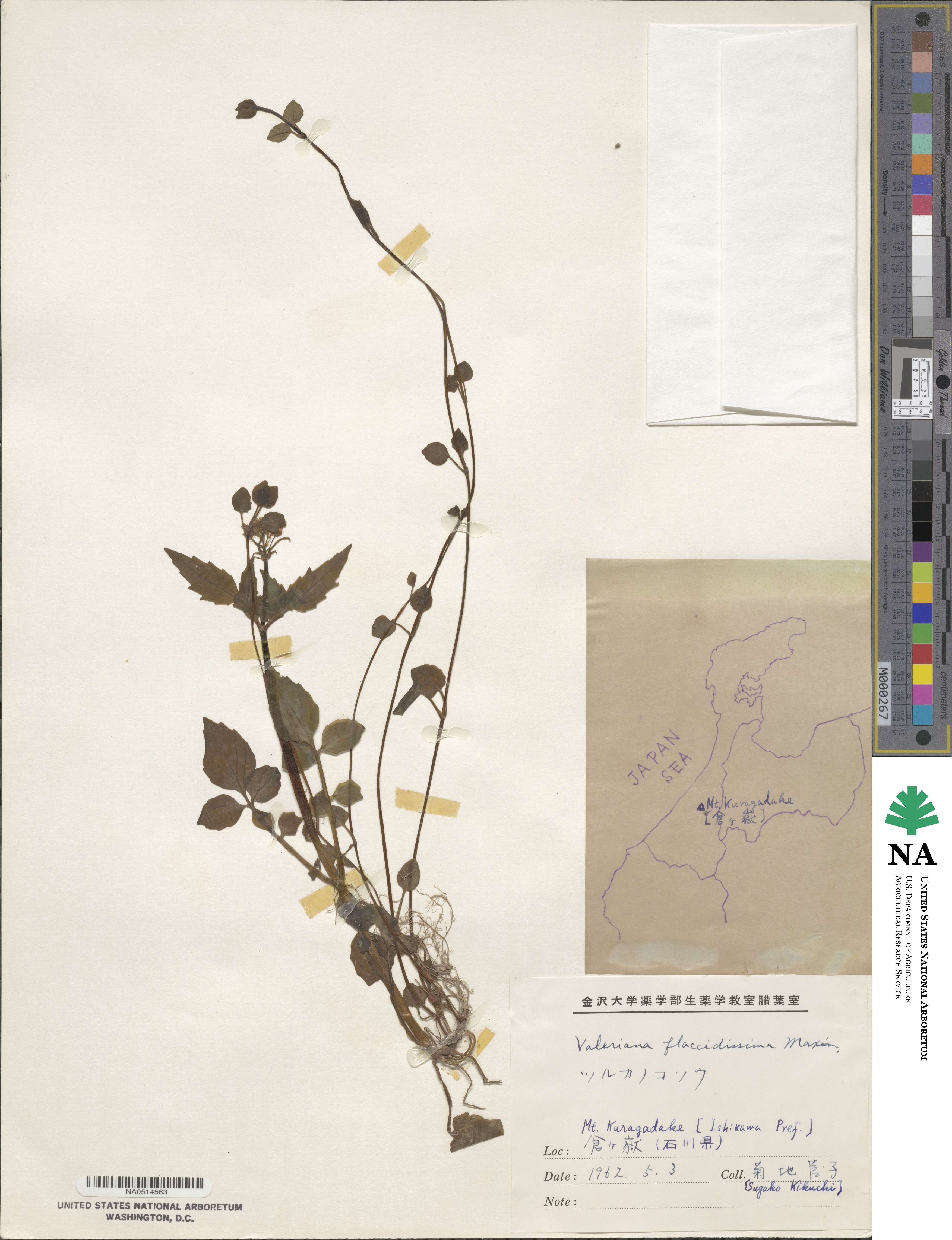 Valeriana flaccidissima image