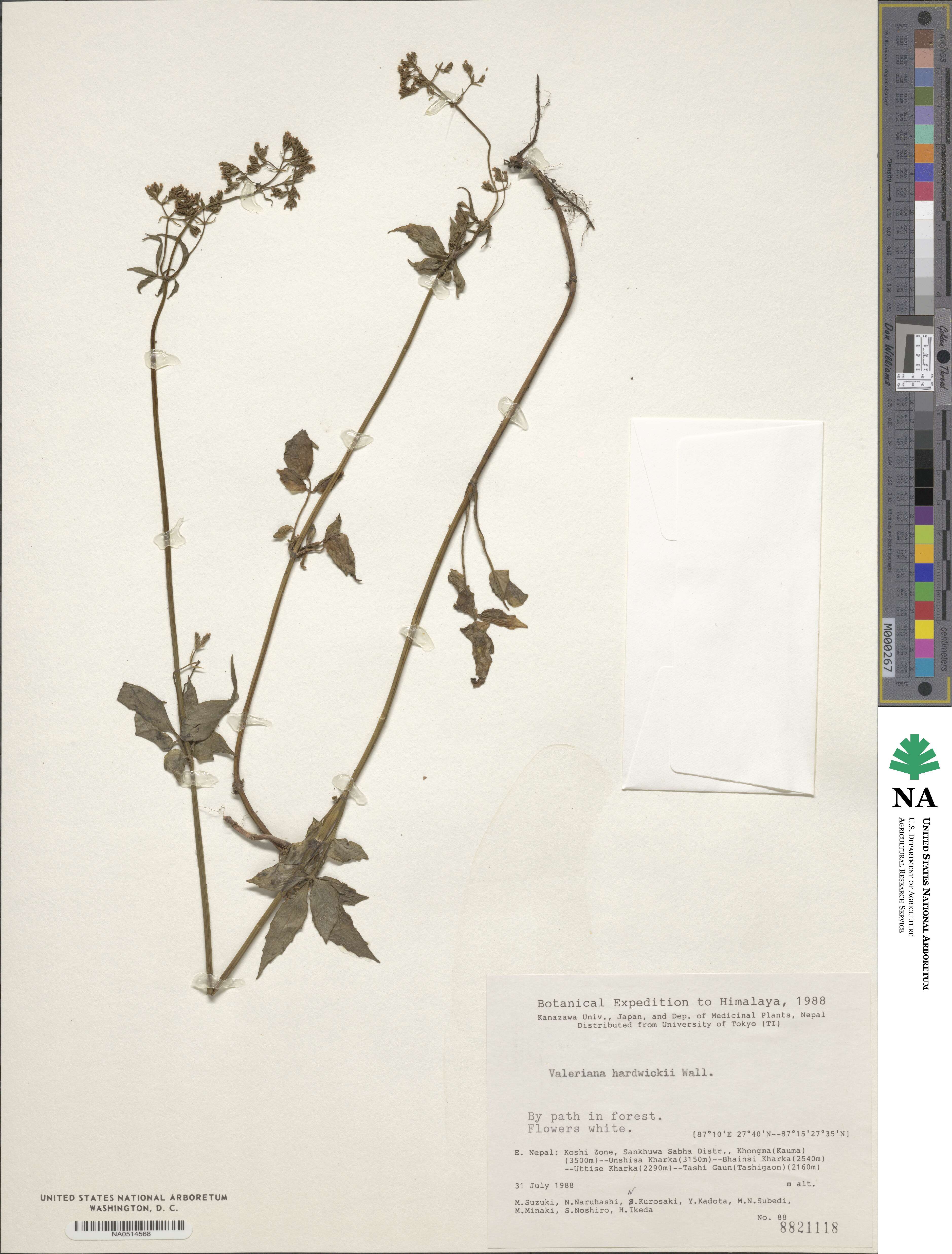 Valeriana hardwickii image