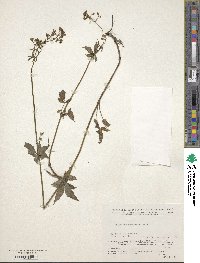 Valeriana hardwickii image