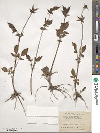 Valeriana hardwickii image