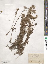 Valeriana hardwickii image