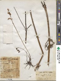 Valeriana officinalis image