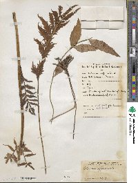 Valeriana officinalis image